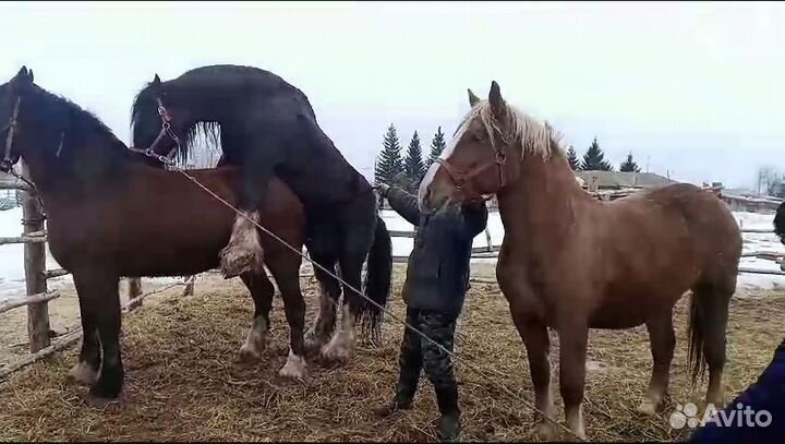 Советская кобыла