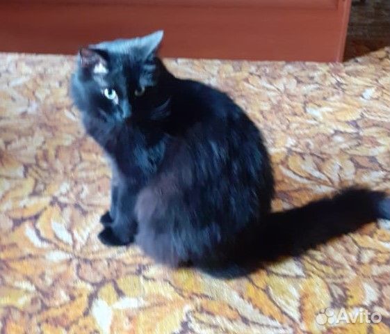 Отдам кота в добрые руки