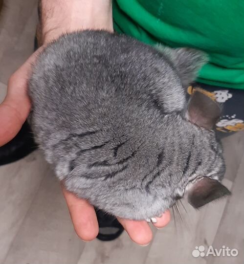 Шиншиллята