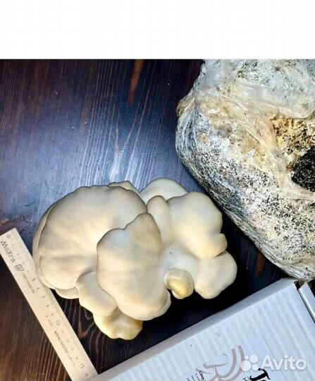 Набор для выращивания грибов вешенки