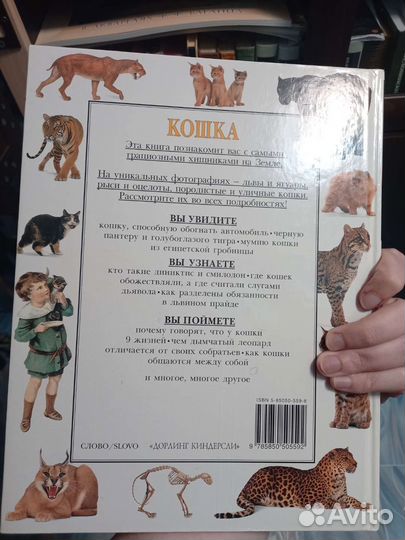 Кошки детская энциклопедия