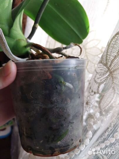 Орхидея фаленопсис