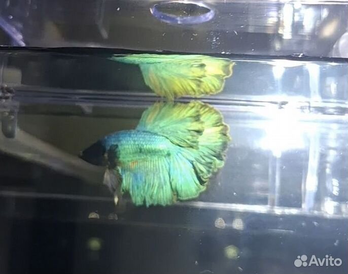 Петушки hulfmoon