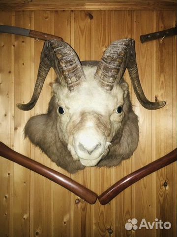 Чучело горного барана