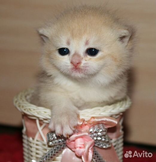 Котята золотые и серебристые шиншиллы