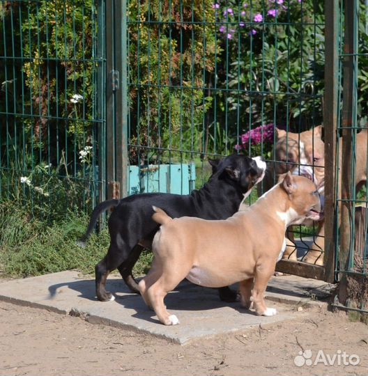 Американский булли