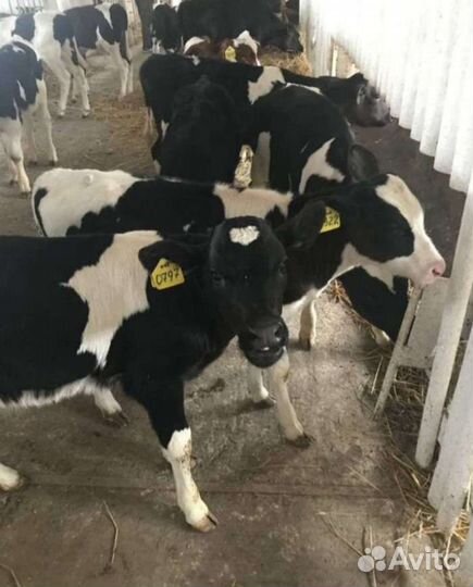 Телята бычки