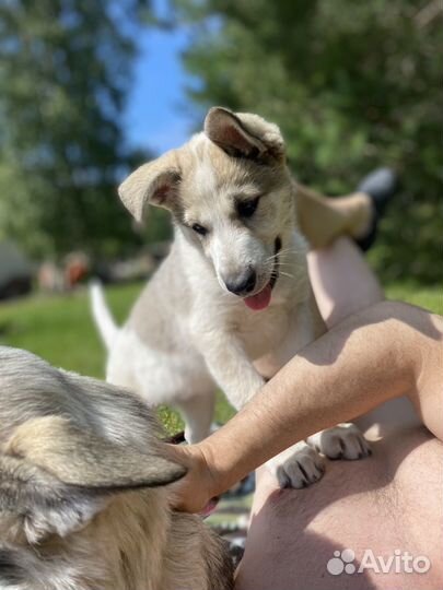 Собака в добрые руки щенки лайки, сучки