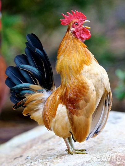 Петух Королёк