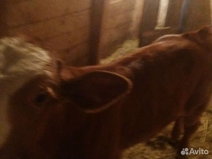 Продажа бычок