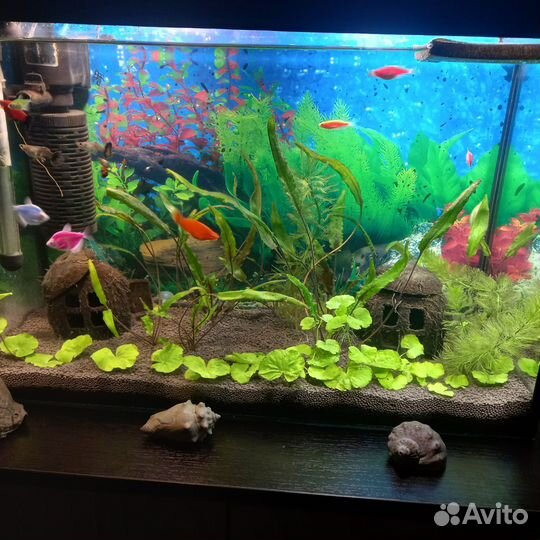 Аквариум