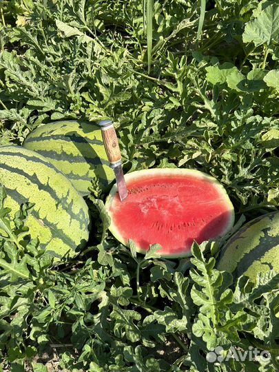 Арбузы