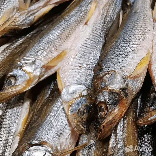 Корюшка дв Дальневосточная Сахалин