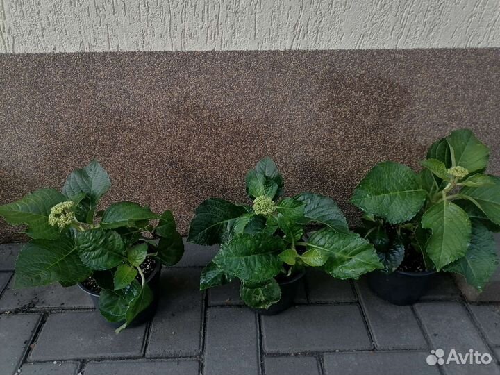 Гортензия крупнолистная Endless summer love