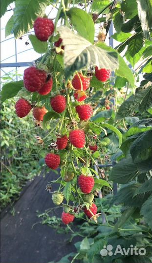 Саженцы малины