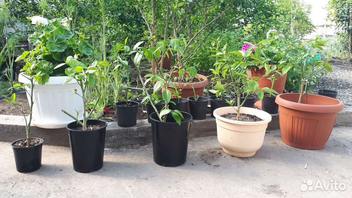 Лимон мейера