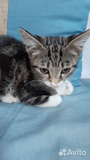 Кошка в дар