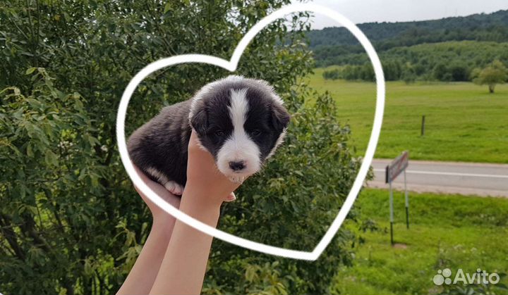 Щенки бордер колли