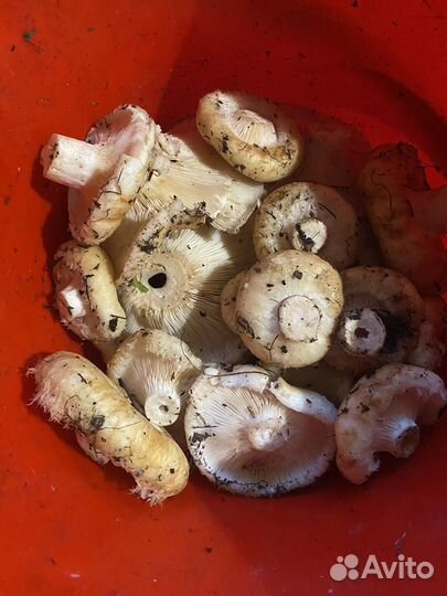 Сырой груздь