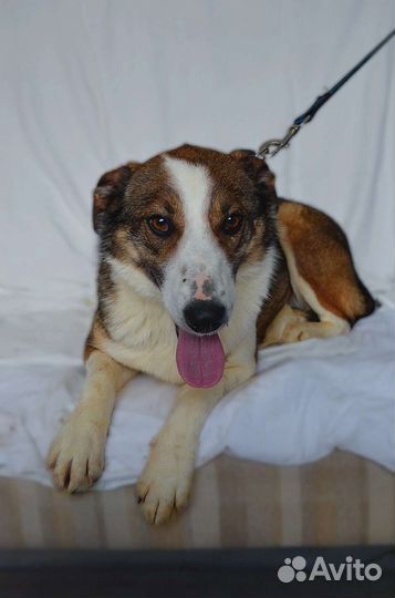 Собака Айя в дар