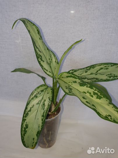 Аглаонема сильвер квин
