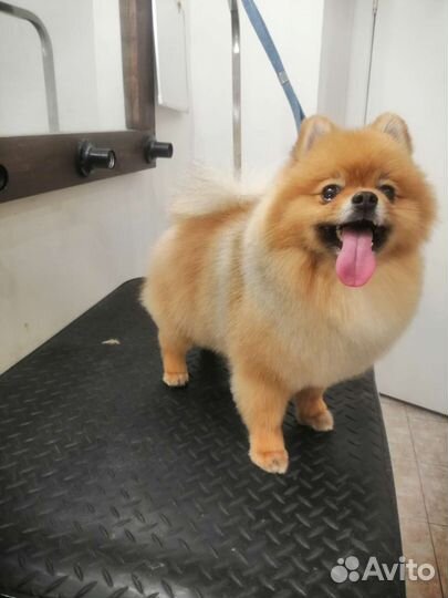 Грумер Стрижка/ экспресс линька