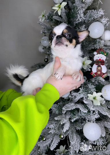 Взрослый Мальчик РКФ