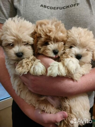 Мальтипу самые модные