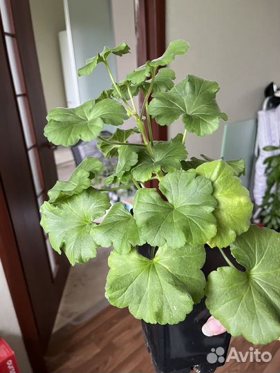 Пеларгония, молочай и другие цветы