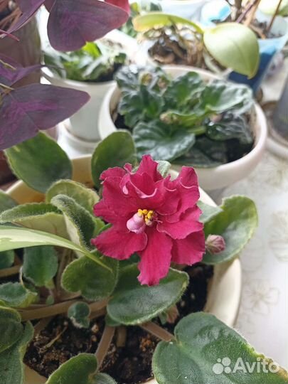 Фиалка в горшке