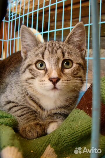 Котенок девочка 4,5 месяца