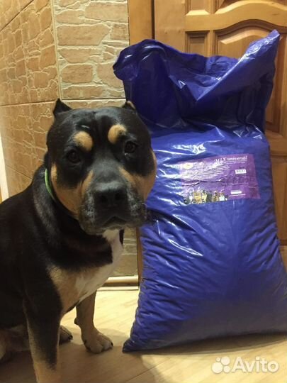 Корм для собак