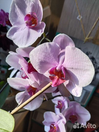 Орхидея Фаленопсис детка