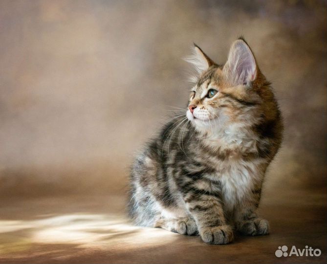 Курильский бобтейл. Прекрасные девочки