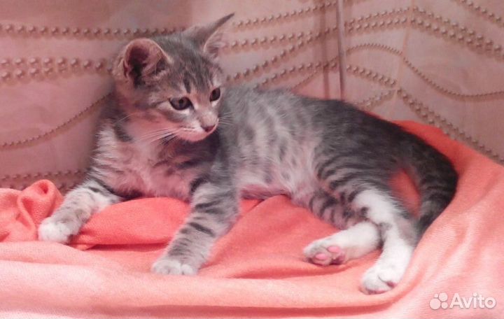 Снежинка-ласковая серая девочка 2,5мес в дар