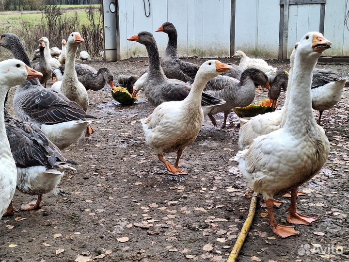Гуси подрощенные