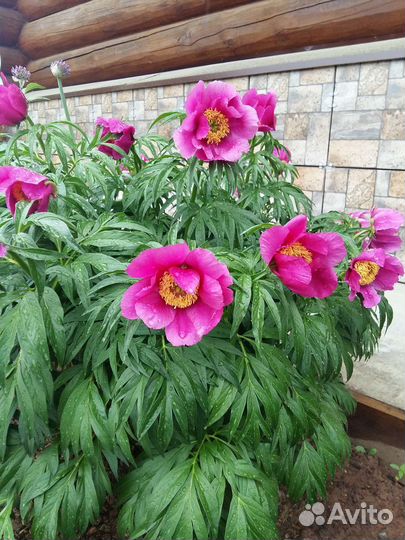 Цветы для дачи