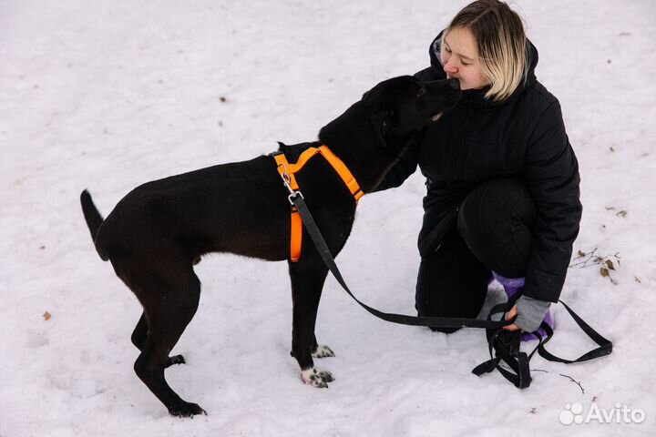 Ласковый Олаф грустит в приюте