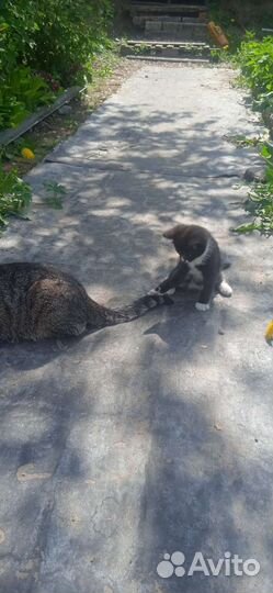 Девочки куколки