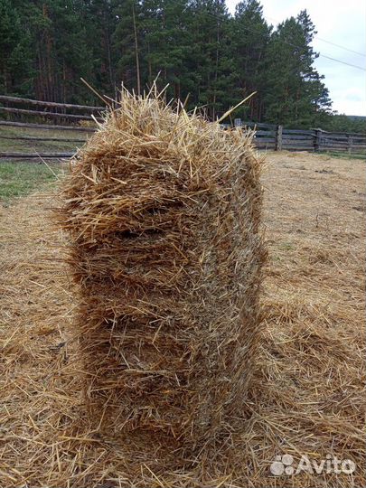 Сено в рулонах и тюках.Солома пшеничная в тюках
