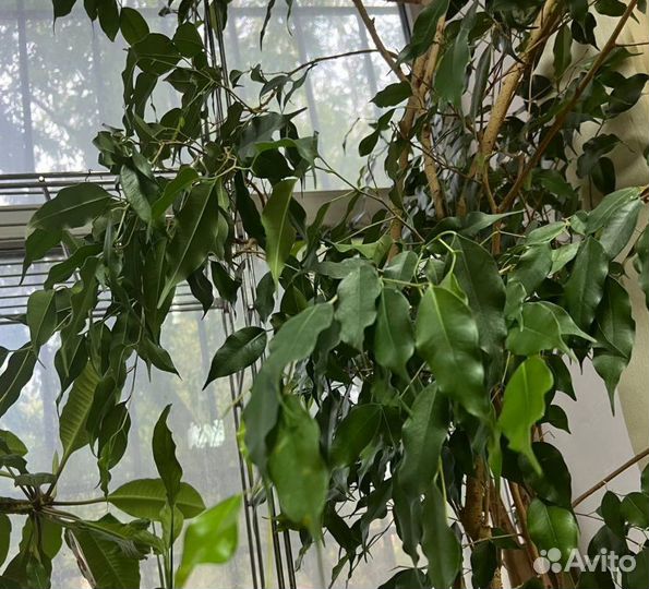 Фикус бенджамина диффенбахия замиокулькас взрослые