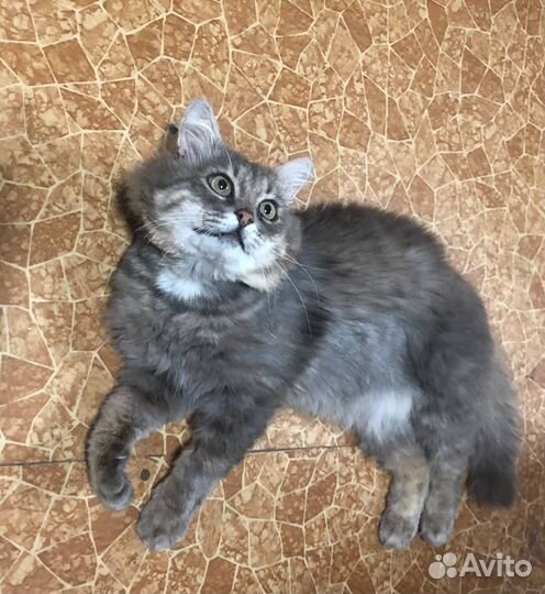 Самый ласковый котик ищет дом и семью