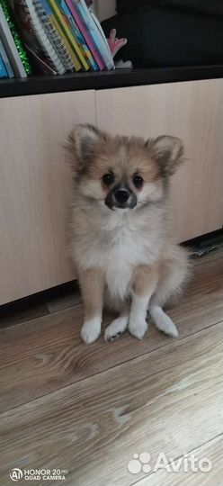 Маленькая собака