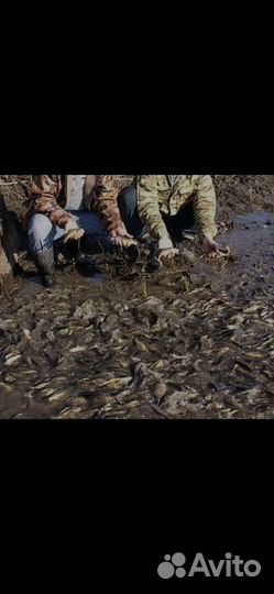 Рыба малек карп,щука,белый амур,толстолоб, карась