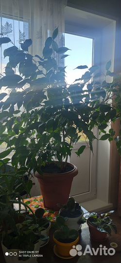 Фикус бенджамина большой
