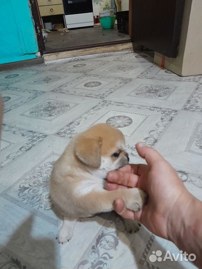 Метис мопса