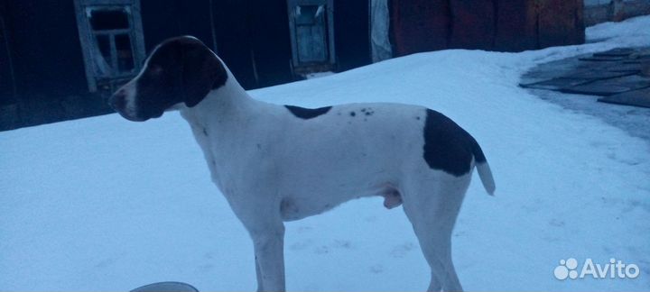 Вязка кобель