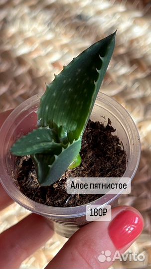 Комнатные растения
