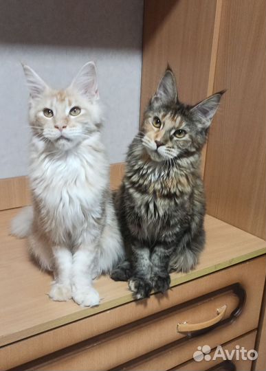 Котята мейн-кун