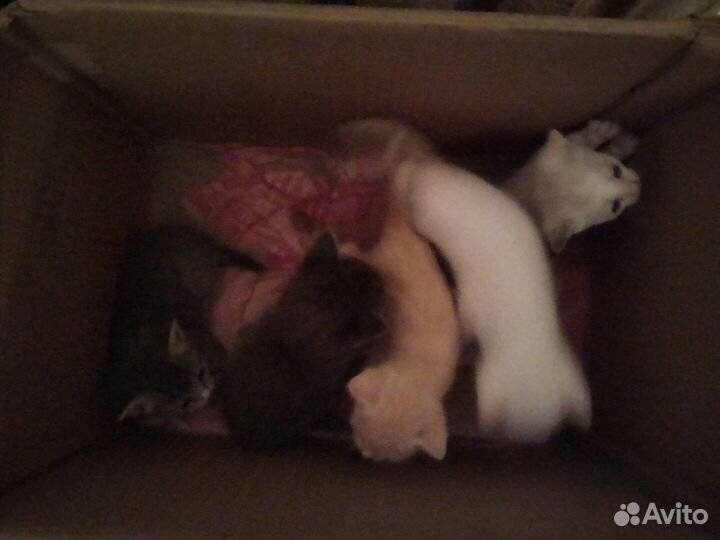 Котята в добрые руки бесплатно